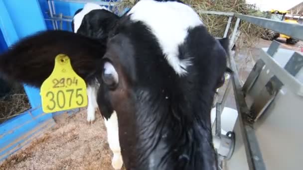 Jeune veau mignon sur la ferme laitière renifle une caméra . — Video