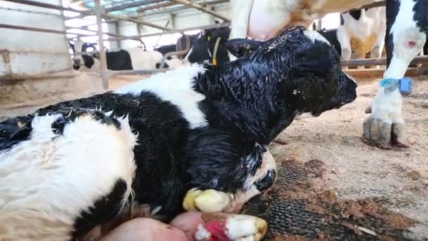 Vaca con ternero recién nacido blanco y negro en granja lechera en granja . — Vídeos de Stock
