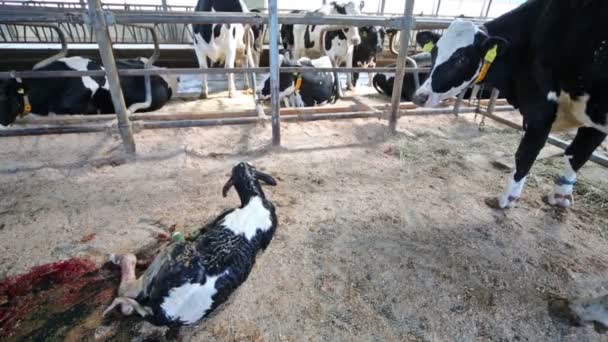 O bezerro recém-nascido está deitado em caneta em uma fazenda de laticínios . — Vídeo de Stock