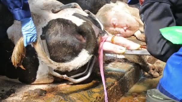 Dos personas están ayudando a la vaca con un proceso de nacimiento en la granja . — Vídeo de stock