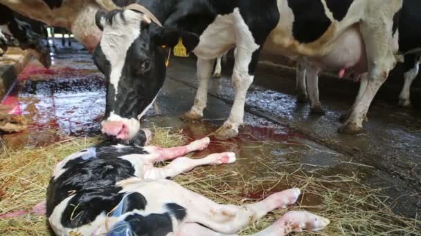 Novorozené tele leží vedle kráva na mléčné farmě. — Stock video