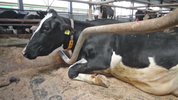 Vaca blanca y negra está tendida en un gran puesto en la granja lechera . — Vídeos de Stock