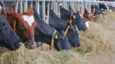 Benekli inek ahır standları ve saman büyük Çiftliği'nde yemek.