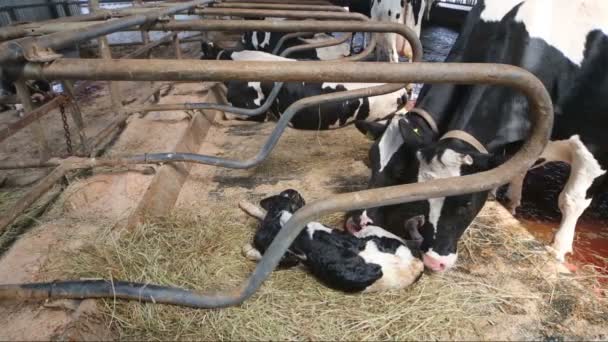 Twee zwart-witte koeien zijn likken het kalf op stal in de boerderij. — Stockvideo