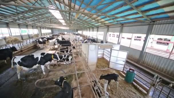 Vacas y terneros manchados en el hangar en una granja lechera . — Vídeos de Stock