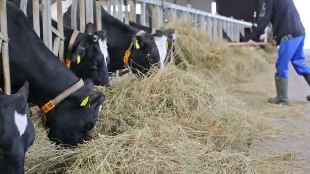 Les vaches en écurie jettent un coup d'oeil à travers les clôtures et mangent de la paille . — Video