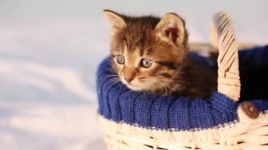 yavru kedi sepetten bakmak