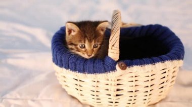 sepet içinde oturan kedi 