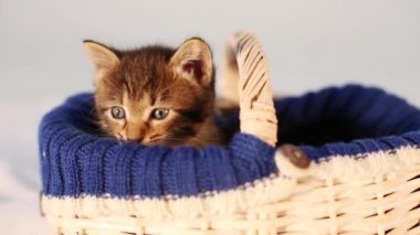 bir sepet içinde oturan kedi 