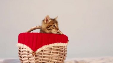 Şirin tüylü yavru kedi