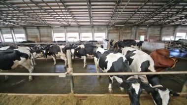 İstikrarlı çitler kamışla yemek süt çiftlikte inekler.