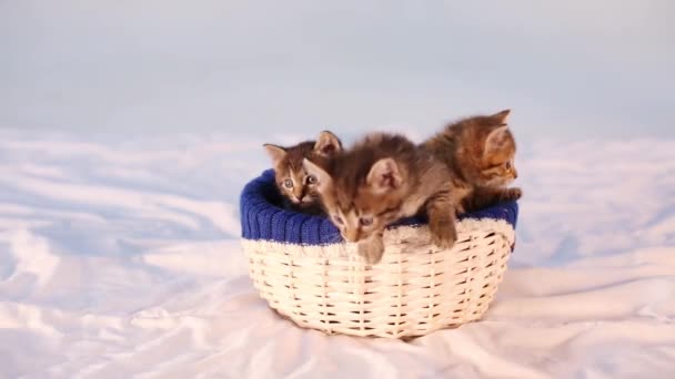 Três gatinhos sentados em uma cesta — Vídeo de Stock