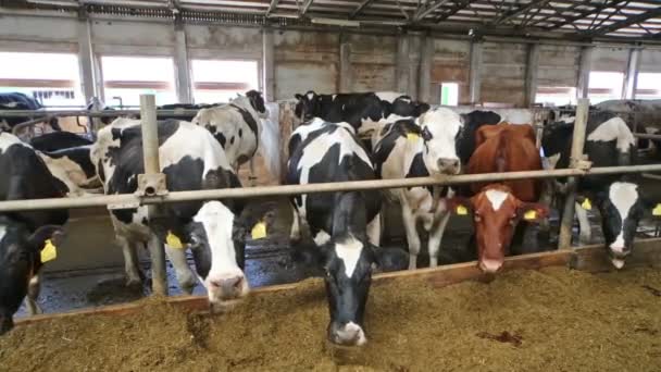 Las vacas en un establo comiendo paja a través de vallas en la granja . — Vídeos de Stock