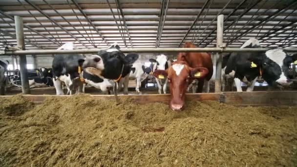 Las vacas blancas y negras en establo comiendo paja a través de vallas . — Vídeos de Stock