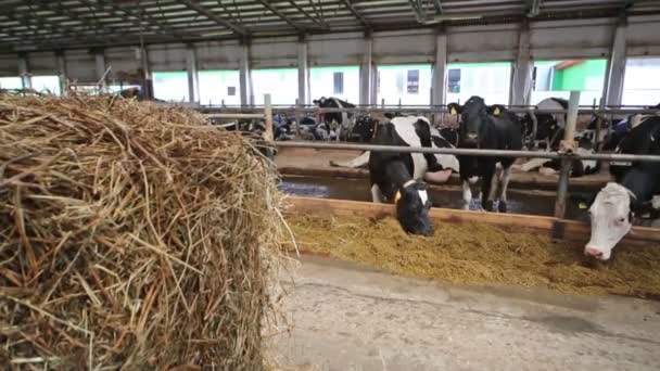 Çitlerden yemek yiyen ineklerle dolu büyük bir hangar — Stok video