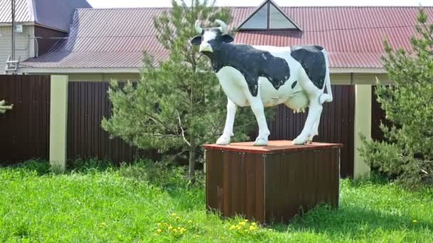 Monumento di macchiato mucca in bianco e nero è in piedi sul cortile . — Video Stock