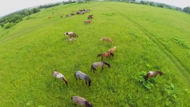 Many horses pasture on grass field at summer day. Aerial view — Stock Video