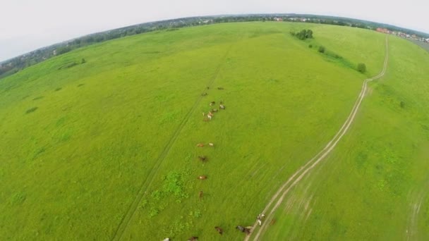 Wieś z końmi pastwisk na polu trawy w lecie — Wideo stockowe