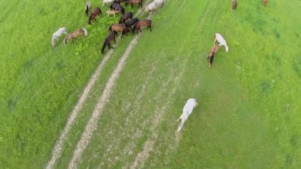 Muchos caballos diferentes pastan en el campo de hierba en el día de verano . — Vídeo de stock