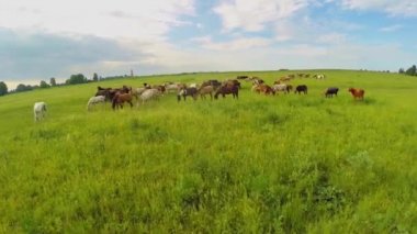 At sürüsü emekliye çim sahasının yaz günü. Havadan görünümü