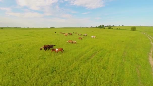 Horse herd graze on grass field at summer day. Aerial view — Stock Video