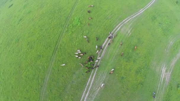 Grasveld met paard kudde grazen op zomerdag. Luchtfoto — Stockvideo