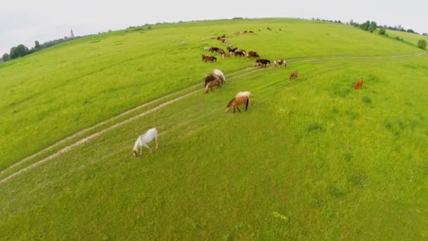 Muitos cavalos pastam no campo de grama no dia de verão. Vista aérea — Vídeo de Stock