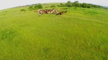 Kovboy sürücüler sürüsü 