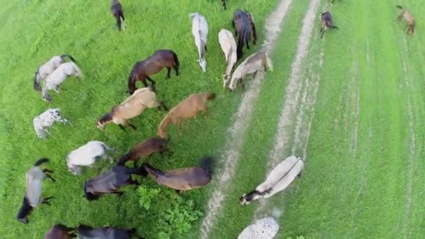 Caballos de pasto en el campo de hierba — Vídeos de Stock