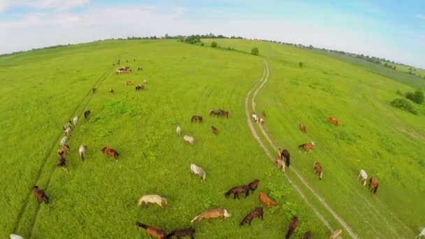Cavalos pastagem no campo de grama — Vídeo de Stock