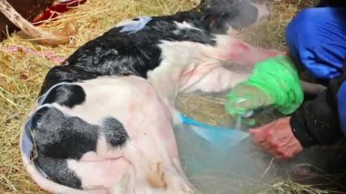 Adam calfs göbek kordonu sıçramasına