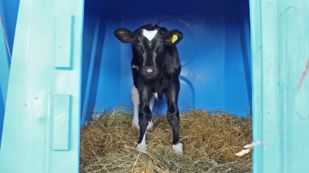 Теленок на молочной ферме — стоковое видео