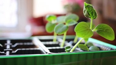 Taze salatalık büyüyen lahanası 