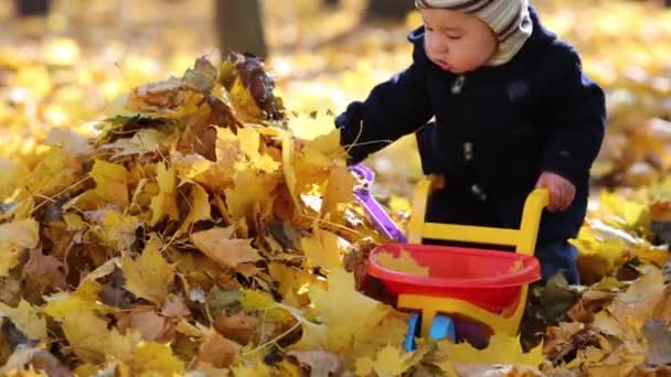 Petit garçon se tient sur feuillage jaune — Video