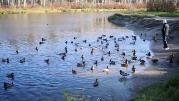 Žena v blízkosti rybník a krmení kachen — Stock video