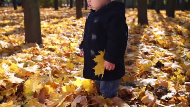 Маленький мальчик стоит в сухой листве — стоковое видео