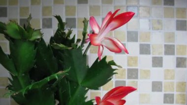 Epifitik kaktüs (Schlumbergera) bloom 