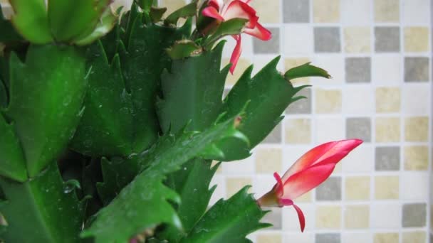 Epiphytic cactus (Schlumbergera) bloom — Stock Video