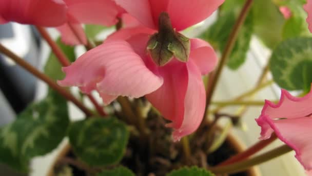 Blütenblumen eines rosa Cyclamen — Stockvideo