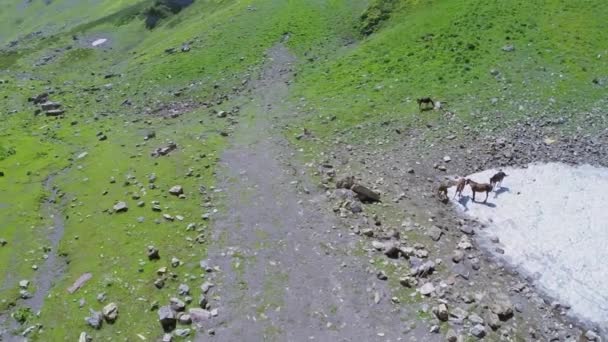 Mehrere Pferde weiden auf Schnee und Gras — Stockvideo