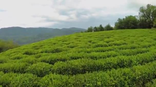 Mountain scape with tea plantation — Stock Video