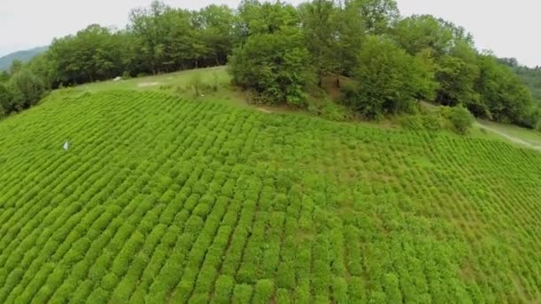 Чайное поле в горах с лесом — стоковое видео