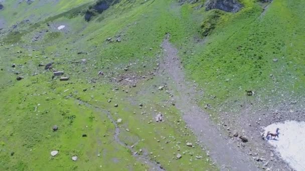 Cavalos pastam na neve e grama — Vídeo de Stock