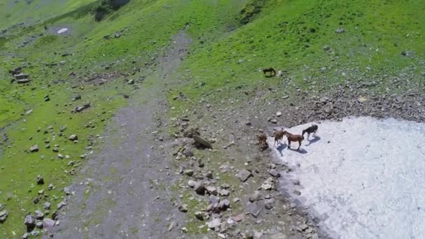 Fünf Pferde weiden auf Schnee und Gras — Stockvideo