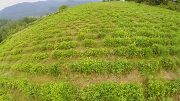 Mujer camina por el campo con arbustos de té — Vídeos de Stock