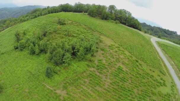 Campo de chá perto da estrada na montanha — Vídeo de Stock