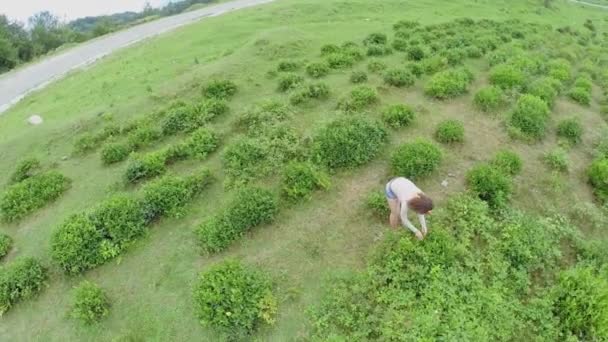 Женщина собирает чай на горном поле — стоковое видео
