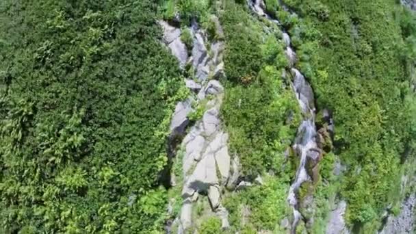 Arroyo de montaña entre plantas — Vídeos de Stock