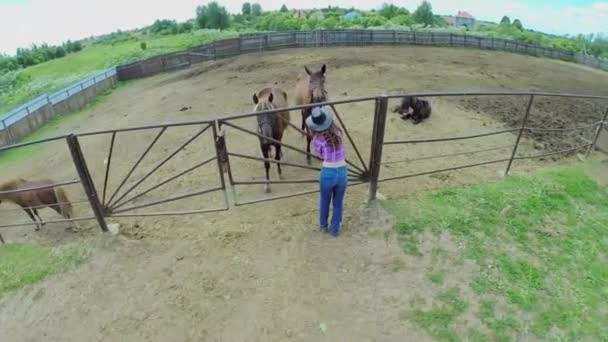 Mujer en vaquero sombrero palmaditas caballo — Vídeos de Stock
