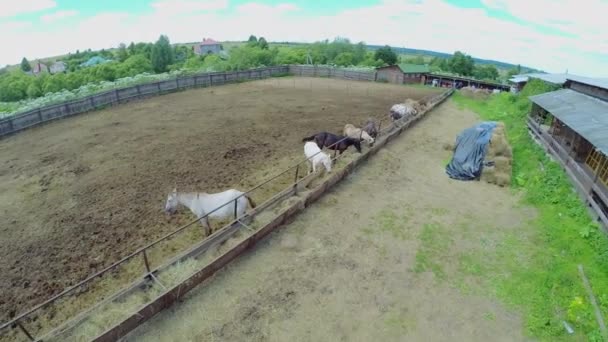 Dos niños juegan en el heno — Vídeo de stock